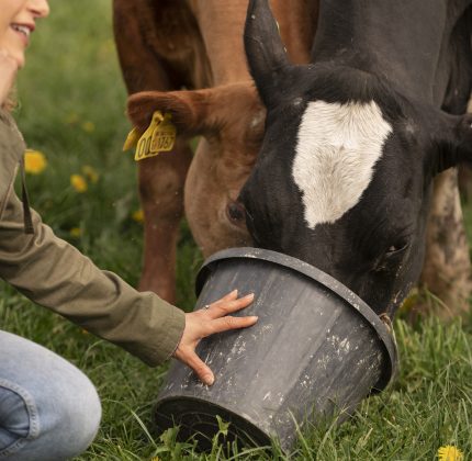 cows-grazing-around-farm